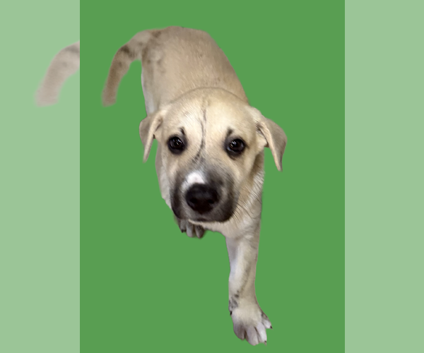 Medium Photo #1 Labrador Retriever-Unknown Mix Puppy For Sale in The Woodlands, TX, USA