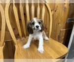 Small #3 Cocker Spaniel