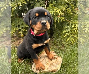 Rottweiler Puppy for sale in MIDDLEBURY, IN, USA