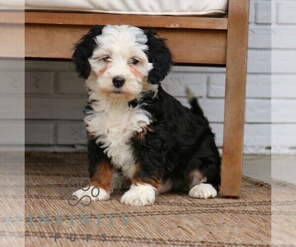 Medium Photo #3 Bernedoodle (Miniature) Puppy For Sale in NARVON, PA, USA