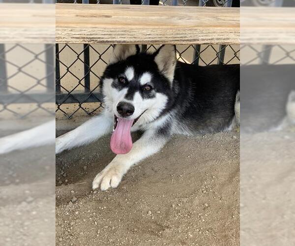Medium Photo #2 Siberian Husky Puppy For Sale in Riverside, CA, USA