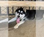 Small #1 Siberian Husky
