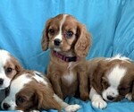 Small #1 Cavalier King Charles Spaniel