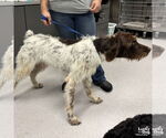 Small #2 German Wirehaired Pointer Mix