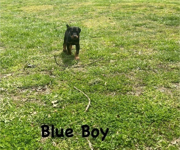Medium Photo #11 Doberman Pinscher Puppy For Sale in NEW KENT, VA, USA