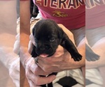 Small Photo #75 Cane Corso Puppy For Sale in REEVESVILLE, SC, USA