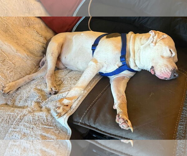 Medium Photo #7 American Pit Bull Terrier-Unknown Mix Puppy For Sale in Germantown, OH, USA