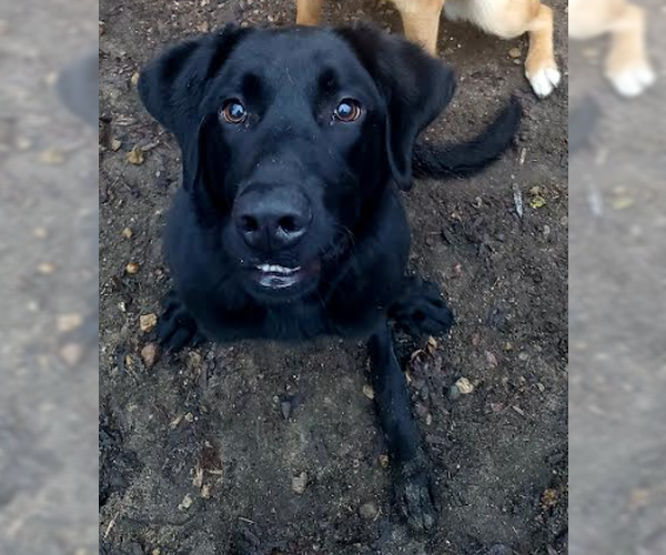 Medium Photo #10 Labrador Retriever Puppy For Sale in Brooklyn Center, MN, USA
