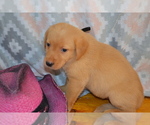 Small #1 Labrador Retriever
