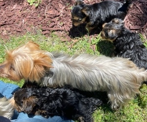 Mother of the Yorkshire Terrier puppies born on 04/17/2022