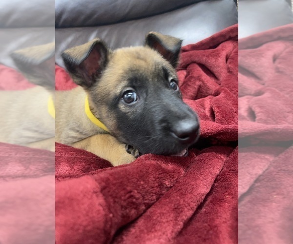 Medium Photo #48 Belgian Malinois Puppy For Sale in REESEVILLE, WI, USA