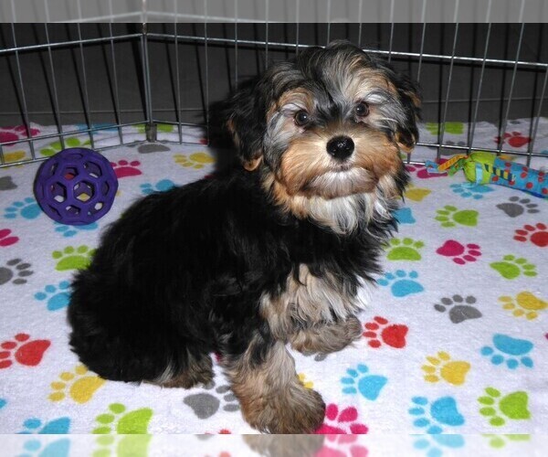 Medium Photo #10 Havashire Puppy For Sale in ORO VALLEY, AZ, USA