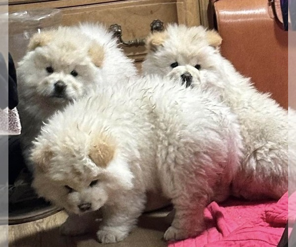 Medium Photo #15 Chow Chow Puppy For Sale in FONTANA, CA, USA