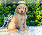 Puppy Sarah Golden Retriever
