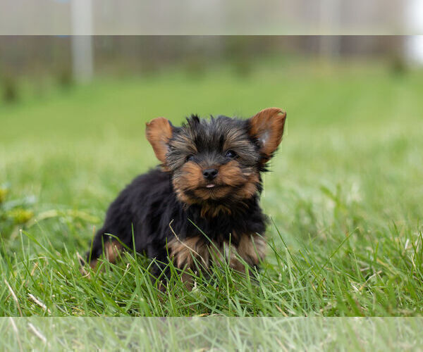 Medium Photo #10 Yorkshire Terrier Puppy For Sale in WARSAW, IN, USA