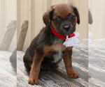 Small #1 Australian Shepherd