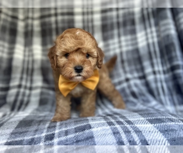 Medium Photo #7 Cavapoo Puppy For Sale in LAKELAND, FL, USA