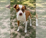 Small #1 Mutt