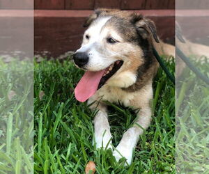 Patch - Male Siberian Husky-Unknown Mix Dog for Adoption - Photo #9