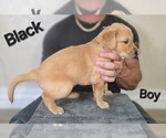 Puppy Black Golden Irish