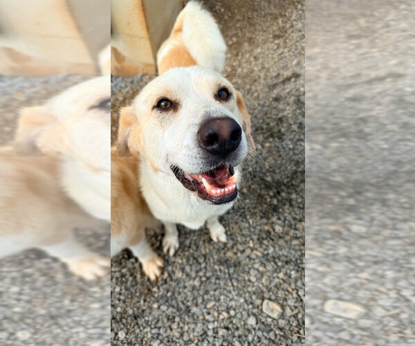 Medium Photo #2 Golden Retriever Puppy For Sale in Maryville, TN, USA