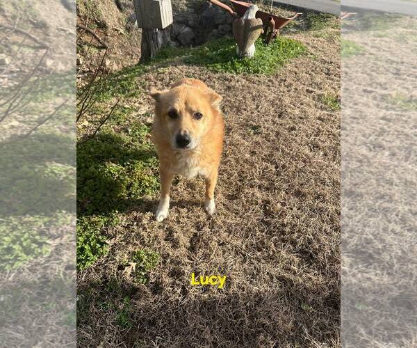 Medium Photo #3 Mutt Puppy For Sale in Westwood, NJ, USA