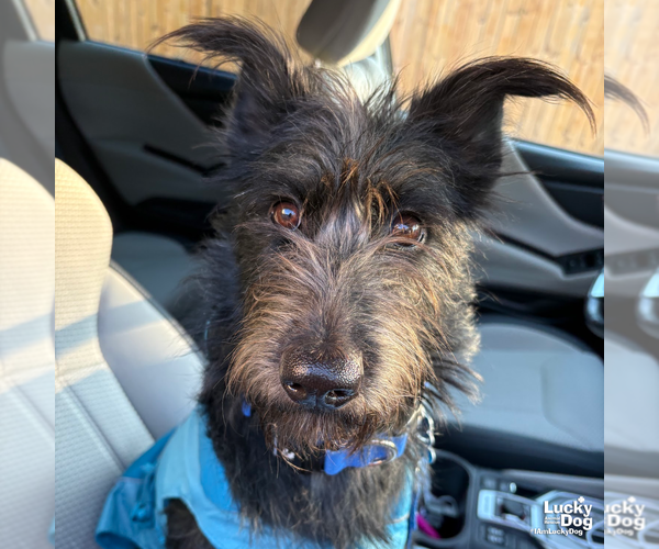 Medium Photo #7 Mutt Puppy For Sale in Washington, DC, USA