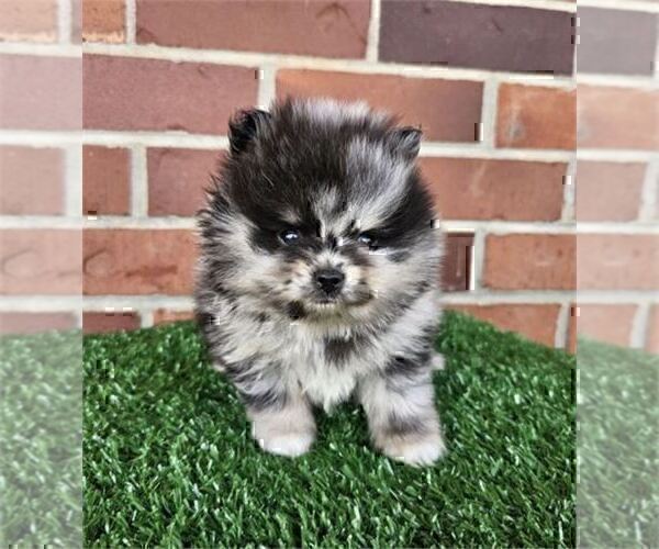 Medium Photo #6 Pomeranian Puppy For Sale in JACKSONVILLE, FL, USA