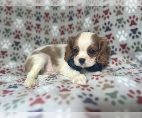 Medium Photo #5 Cavalier King Charles Spaniel Puppy For Sale in LAKELAND, FL, USA