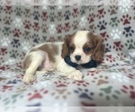 Small #4 Cavalier King Charles Spaniel