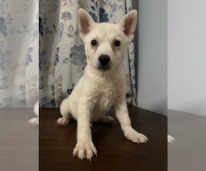 Alaskan Klee Kai Puppy for sale in DURHAM, CT, USA