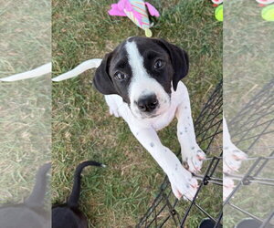 Labrador Retriever-Unknown Mix Dogs for adoption in Gilberts, IL, USA