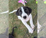 Small Labrador Retriever Mix