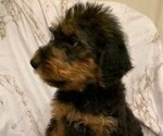 Puppy 8 Airedale Terrier