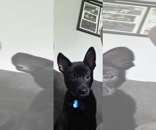 Medium Photo #2 Chihuahua-Unknown Mix Puppy For Sale in Plainfield, IL, USA