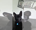 Small #1 Chihuahua Mix