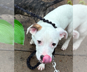 Mountain Cur-Unknown Mix Dogs for adoption in Brooklyn Center, MN, USA