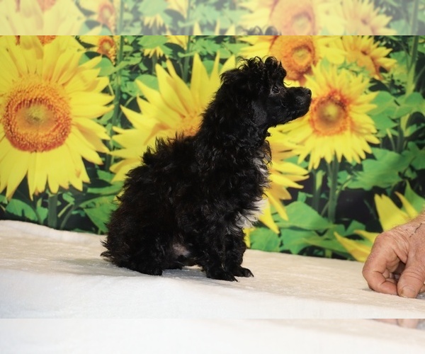 Medium Photo #36 Poodle (Toy) Puppy For Sale in DYERSBURG, TN, USA