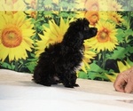 Jasper - Male Poodle (Toy) Puppy for Sale - Photo #36