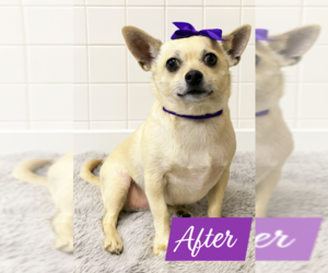 Chihuahua-Unknown Mix Dogs for adoption in Cranston, RI, USA