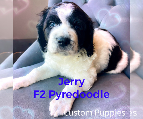 Medium Photo #3 Pyredoodle Puppy For Sale in GEORGETOWN, TX, USA