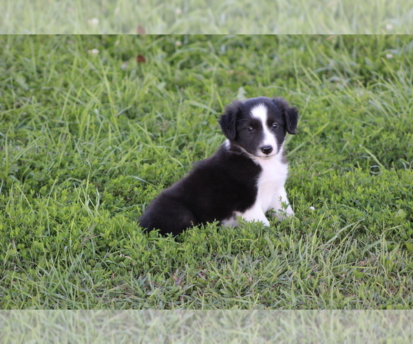 Medium Photo #20 Border Collie Puppy For Sale in BLOOMINGTON, WI, USA