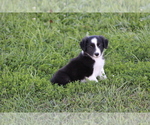 Small Photo #20 Border Collie Puppy For Sale in BLOOMINGTON, WI, USA