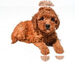 Small #19 Goldendoodle mix (+ Poodle Miniature)
