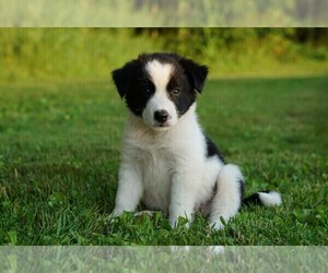 Border Collie Puppy for sale in LUBLIN, WI, USA
