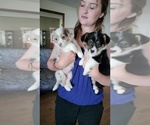 Small Photo #2 American Corgi Puppy For Sale in SAINT CLOUD, FL, USA