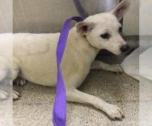 Chihuahua Dogs for adoption in Riverside, CA, USA