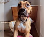 Small #20 Boxer Mix
