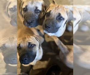 American Mastiff Puppy for sale in MILAN, IL, USA