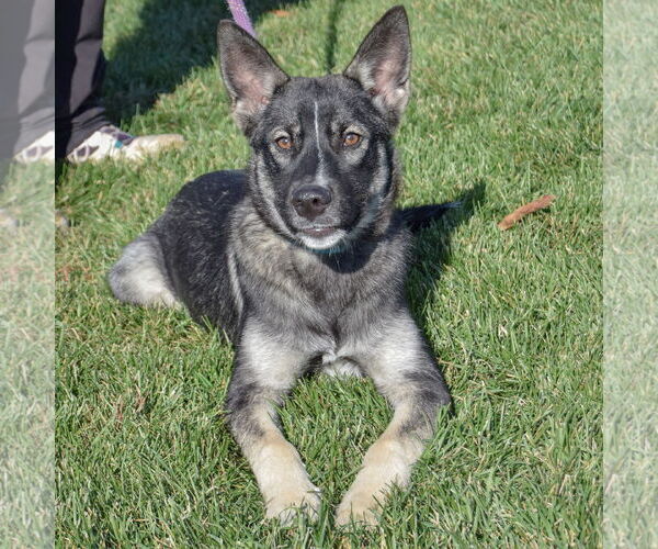 Medium Photo #2 Norwegian Elkhound Puppy For Sale in Huntley, IL, USA